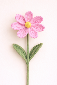 Cosmos Pink