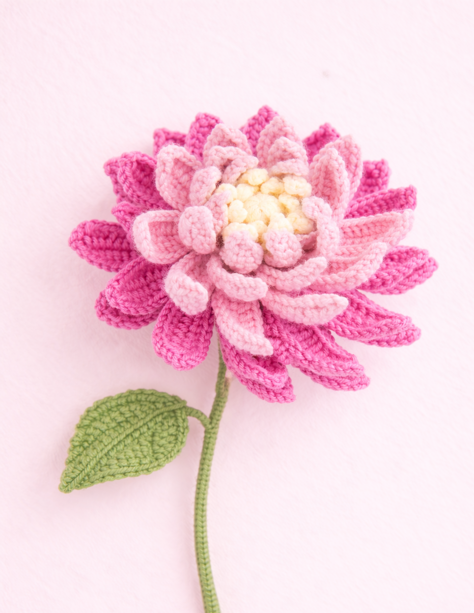 Pink Dahlia