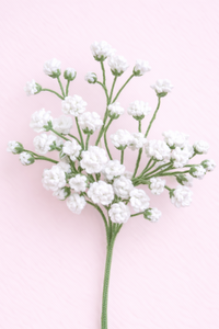 Babys Breath